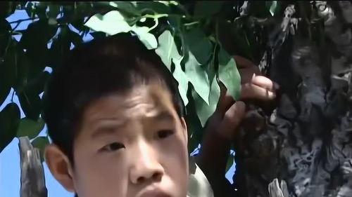 嘎子爆料秘密视频大全,独家视频大揭秘，带你走进神秘世界  第2张